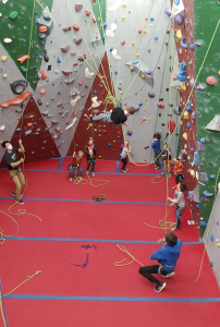 Spider Monkeys